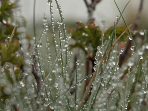regen